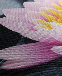 Obrazy kvetov Obraz lotosový kvet v jazere