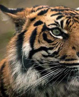 Tapety zvieratá Fototapeta bengálsky tiger