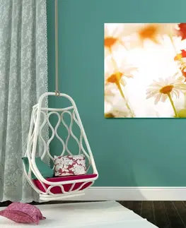 Obrazy kvetov Obraz čarovné sedmokrásky