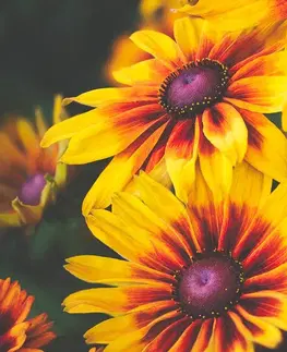 Samolepiace tapety Samolepiaca fototapeta dvojfarebné kvety
