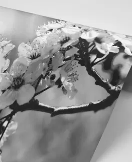 Samolepiace tapety Samolepiaca fototapeta čiernobiely čerešňový kvet