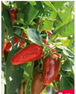 Outdoorové kotlíky Kinekus Chilli Paprika – Jalapeno M (red)
