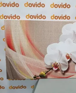 Obrazy kvetov Obraz biela orchidea na plátne
