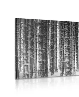 Čiernobiele obrazy Obraz les zahalený snehom v čiernobielom prevedení
