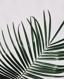 Tapety príroda Fototapeta nádherný palmový list