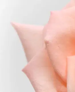 Obrazy kvetov Obraz broskyňová ruža