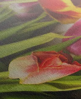 Obrazy kvetov Obraz kytica farebných tulipánov