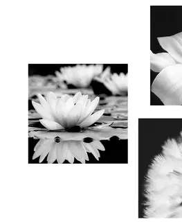 Zostavy obrazov Set obrazov kvety s motýľom v čiernobielom