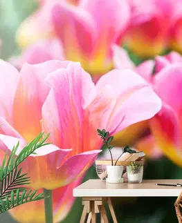 Samolepiace tapety Samolepiaca fototapeta lúka ružových tulipánov