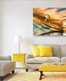 Obrazy zátišie Obraz kvapka vody na zlatom pierku