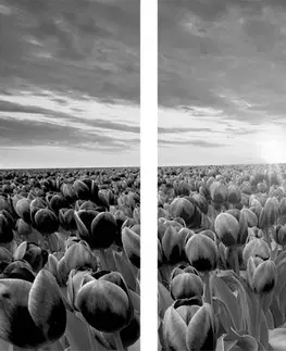 Čiernobiele obrazy 5-dielny obraz východ slnka nad lúkou s tulipánmi v čiernobielom prevedení