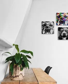 Zostavy obrazov Set obrazov psy v pop art prevedení