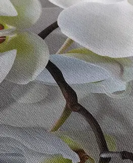 Obrazy kvetov Obraz orchidea na abstraktnom pozadí