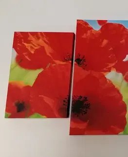 Obrazy kvetov 5-dielny obraz kvety maku na lúke