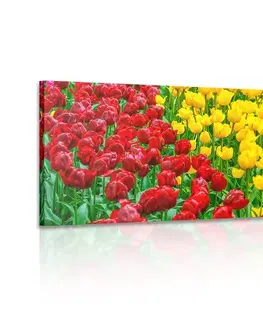 Obrazy kvetov Obraz záhrada plná tulipánov