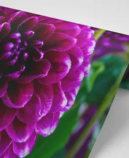 Samolepiace tapety Samolepiaca fototapeta nádherný fialový kvet