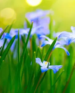 Obrazy kvetov Obraz kvety na lúke v jarnom období