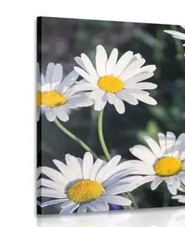 Obrazy kvetov Obraz sedmokrásky na záhrade