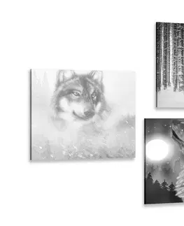 Zostavy obrazov Set obrazov tajuplný vlk v čiernobielom prevedení