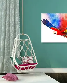 Obrazy zvierat Obraz let papagája