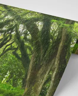Tapety príroda Fototapeta cesta zahalená stromami