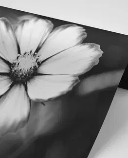 Samolepiace tapety Samolepiaca fototapeta záhradný čiernobiely kvet krasuľky