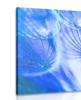 Obrazy kvetov Obraz púpava v modrom prevedení