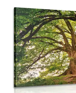 Obrazy prírody a krajiny Obraz majestátne stromy
