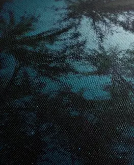 Obrazy stromy a listy Obraz les pod nočnou oblohou