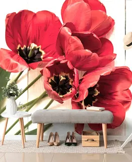 Tapety kvety Fototapeta rozkvitnuté červené tulipány