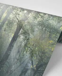 Tapety príroda Fototapeta slnečné lúče v hmlistom lese