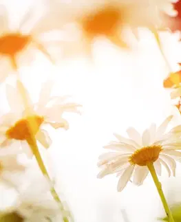 Obrazy kvetov Obraz čarovné sedmokrásky