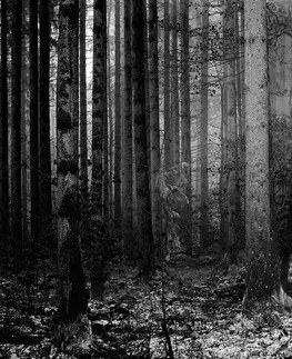 Čiernobiele tapety Fototapeta čiernobiele tajomstvo lesa