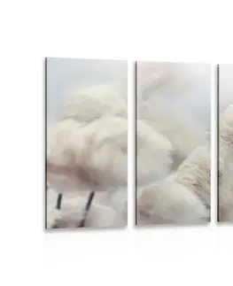 Obrazy kvetov 5-dielny obraz arktické kvety bavlny