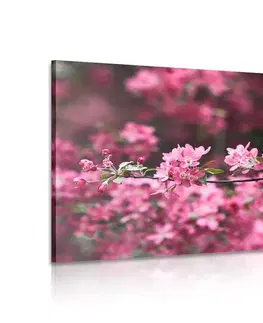 Obrazy kvetov Obraz detailné kvety čerešne