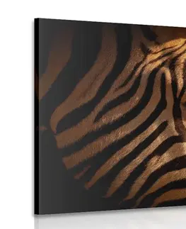 Obrazy zvierat Obraz portrét zebry