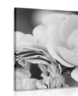 Čiernobiele obrazy Obraz plný ruží v čiernobielom prevedení