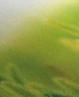 Obrazy prírody a krajiny Obraz steblá trávy v zelenom prevedení