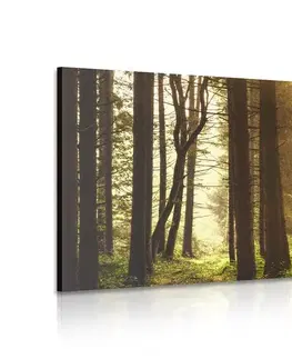 Obrazy prírody a krajiny Obraz les zaliaty slnkom