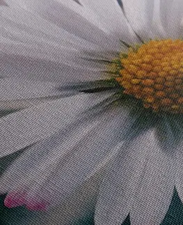 Obrazy kvetov Obraz nádherná sedmokráska