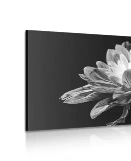 Čiernobiele obrazy Obraz čiernobiela sedmokráska