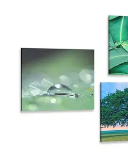 Zostavy obrazov Set obrazov príroda plná zelene