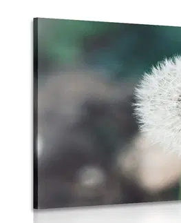 Obrazy kvetov Obraz biely nadýchaný klobúčik púpavy