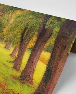 Samolepiace tapety Samolepiaca fototapeta chodník jesenným lesom