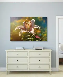 Obrazy kvetov Obraz nádherný kvet s retro nádychom