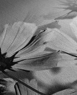 Čiernobiele obrazy Obraz záhradné kvety v čiernobielom prevedení