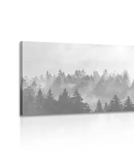 Čiernobiele obrazy Obraz hmla nad lesom v čiernobielom prevedení