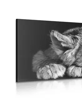 Čiernobiele obrazy Obraz mláďa leva v čiernobielom prevedení