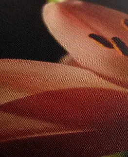 Obrazy kvetov Obraz krásna ružová ľalia na čiernom pozadí