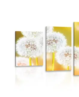 Obrazy kvetov 5-dielny obraz nadýchaná púpava